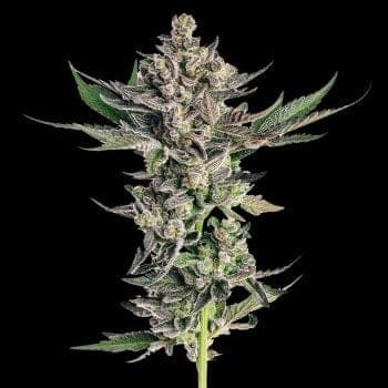 Grapes & Cream Feminized Seeds