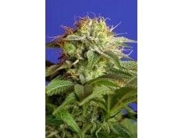 Green Poison F1 Fast Feminised Seeds