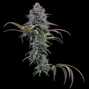 Grimm Glue Feminized Seeds