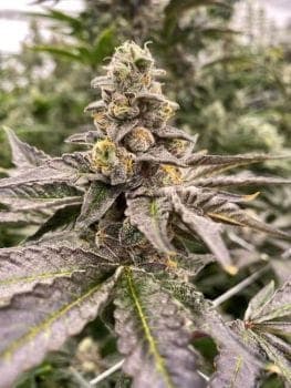 Gummy Mintz Auto Feminized Seeds