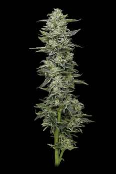 Honey Bear Feminized Seeds