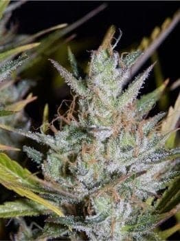 Hubbabubbasmelloscope Auto Feminised Seeds