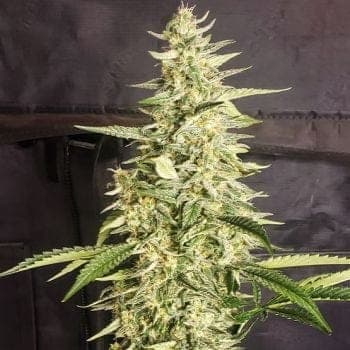 Inzane Auto Feminized Seeds