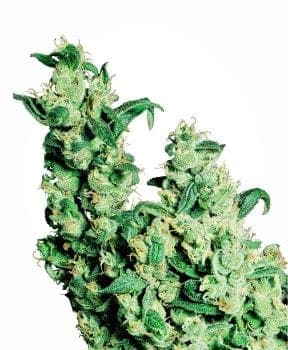 Jack Herer Feminised Seeds