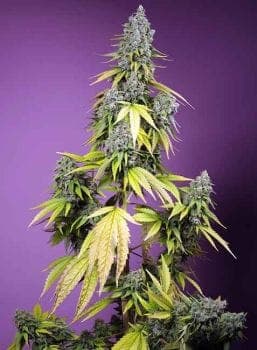 Jet Fuel Mandarine XL Auto Feminised Seeds
