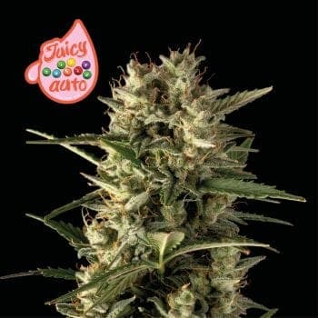 Juicy Zkittlez Auto Feminized Seeds