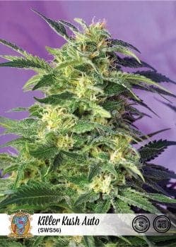 Killer Kush Auto Feminized Seeds