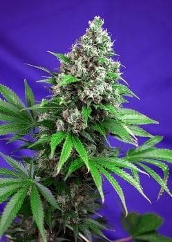 Killer Kush F1 Fast Feminised Seeds