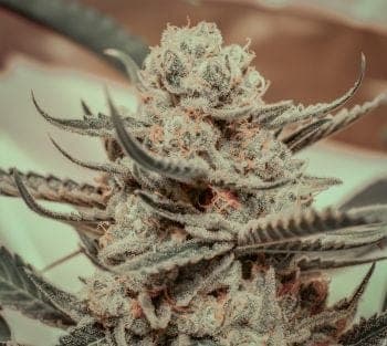 Killer Queen Feminized Seeds