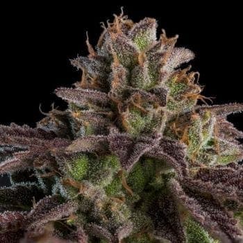 Kmintz Auto Feminized Seeds