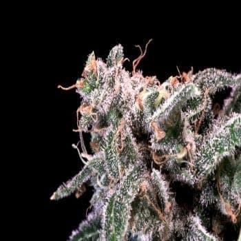 Kombucha Cream Feminised Seeds