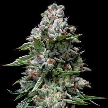 Kosher Kush Feminised Seeds