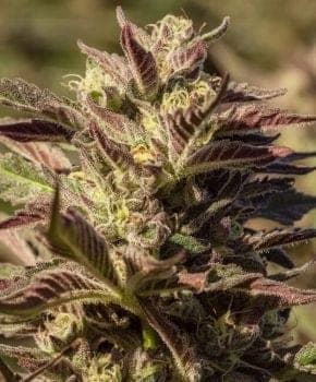 La Jefa Fast Feminized Seeds - 5