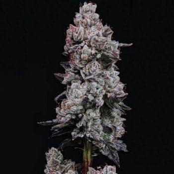 Lemon Cherry Gelato RF3 Auto Feminized Seeds