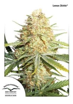Lemon Kix Auto Feminized Seeds