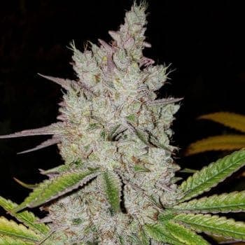 Lilac Diesel RBX2 Auto Feminized Seeds