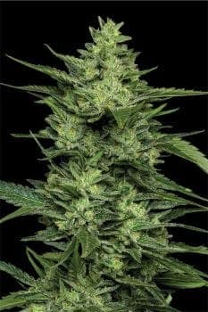 Limez Feminized Seeds