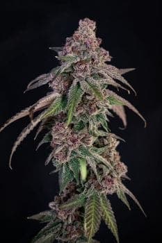 Louisiana Pine Feminized Seeds