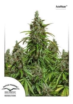 Mazar Auto Feminized Seeds