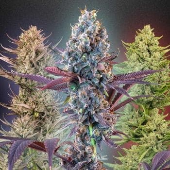 MegaMix Fast Feminized Seeds