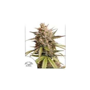 Melonade Runtz Auto Feminized Seeds