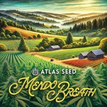 Mendo Breath Auto Feminized Seeds