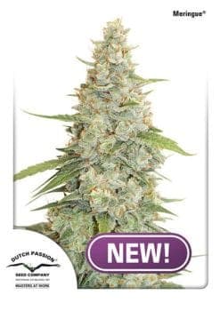 Meringue Feminized Seeds