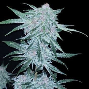 Midnight Bessie Auto Feminized Seeds