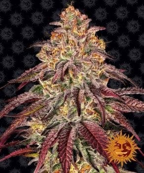 Mimosa x Orange Punch Auto Feminized Seeds