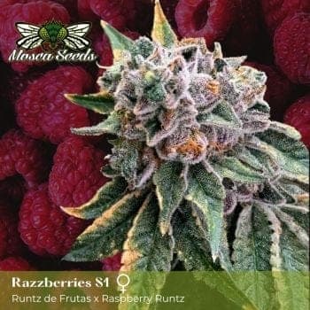 Mosca's Razzberries S1 Feminized Seeds