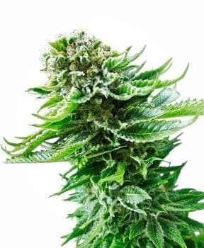 Northern Lights Auto Feminised Seeds
