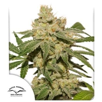 Oh My Gusher Auto Feminized Seeds