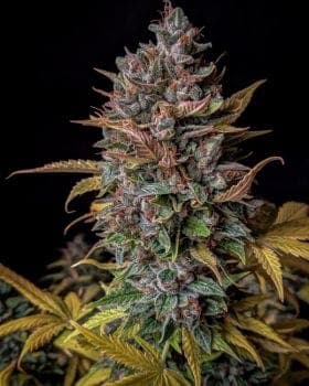 Orange Biscuits Auto Feminized Seeds