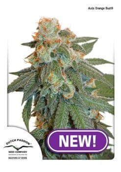 Orange Bud Auto Feminized Seeds