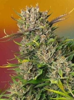 Papaya Zoap Auto Feminised Seeds