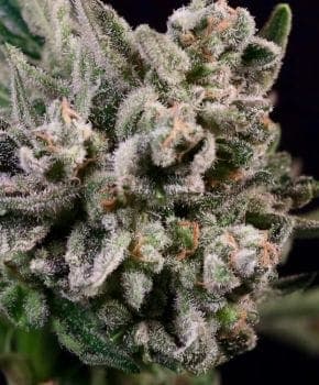 Peanut Butter Breath Fast Feminized Seeds - 5