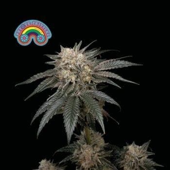Peyote Zkittlez Feminized Seeds