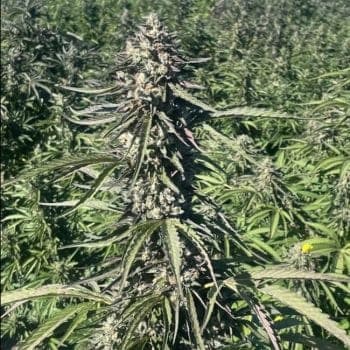 Pillsbury Droboy Feminised Seeds - 5