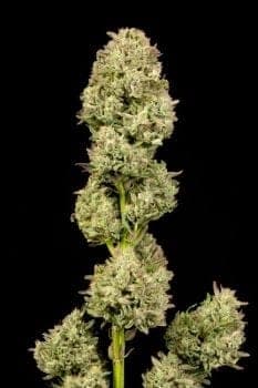 Pilot Light Auto Feminised Seeds