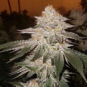 Pina RBX2 Auto Feminized Seeds