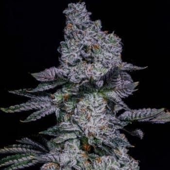 Pineapple Runtz Auto Feminized Seeds