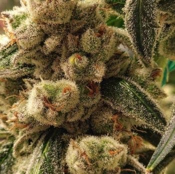 Pluto Cookies IBL Auto Feminized Seeds