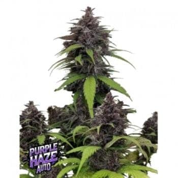 Purple Haze Auto Feminized Seeds