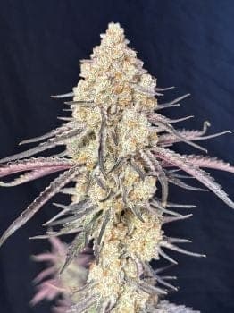 Purple Magnolia Feminized Seeds