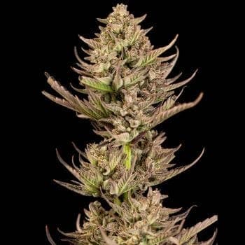 Purple Punch F1 Fast Feminized Seeds