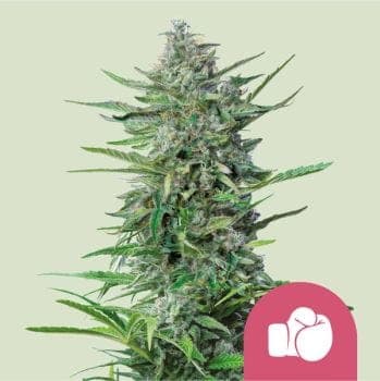 Purple Punch Feminized Seeds