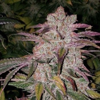 Purple Thai RBX1 Auto Feminized Seeds
