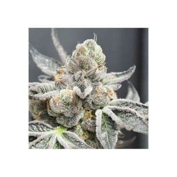 Radical Juice Auto Feminized Seeds