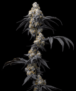 Rainbow Sherbet feminized seeds Seeds