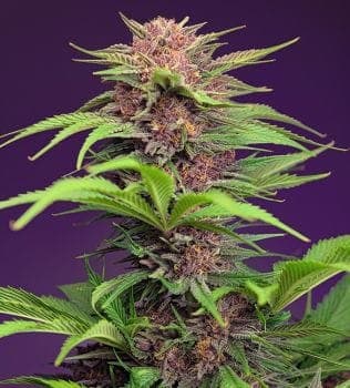 Red Mimosa XL Auto Feminised Seeds